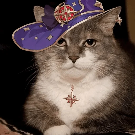 small to medium-sized cats fashion accessory felidae