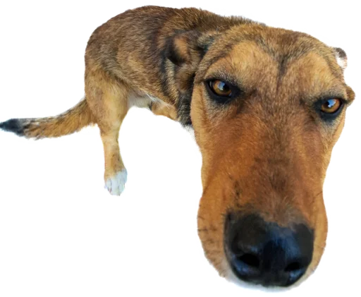 Sticker georgiandogs - 1