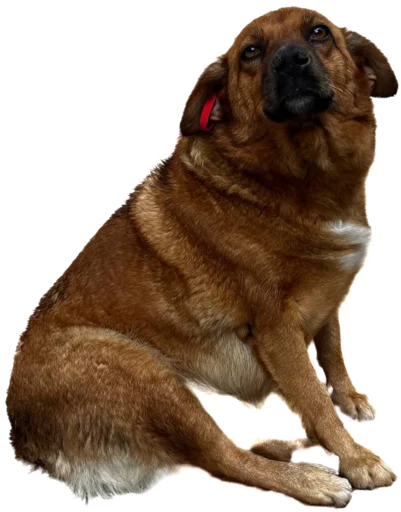 Sticker georgiandogs - 1