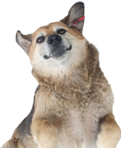 Sticker georgiandogs - 1