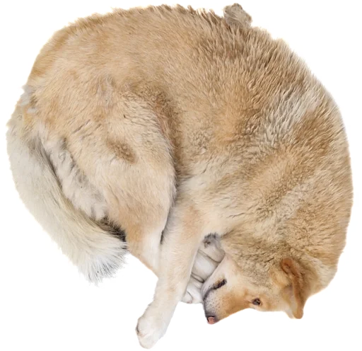 Sticker georgiandogs - 1