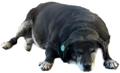 Sticker georgiandogs - 1