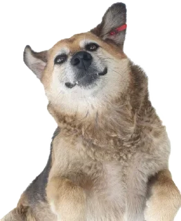 Стикер batumidogs - 6