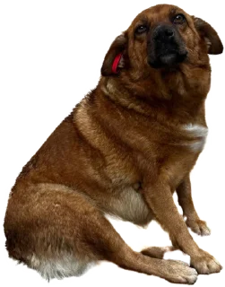 Стикер batumidogs - 9