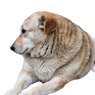 Стикер batumidogs - 2