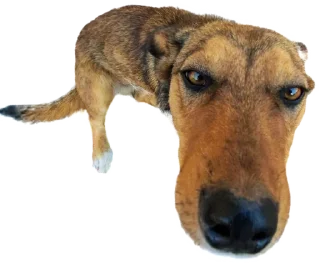 Стикер batumidogs - 11