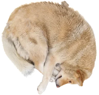 Стикер batumidogs - 4