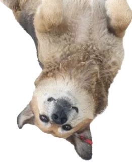 Стикер batumidogs - 7