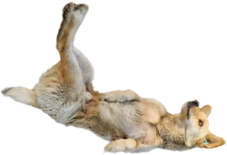 Стикер batumidogs - 5