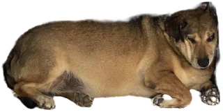 Стикер batumidogs - 1