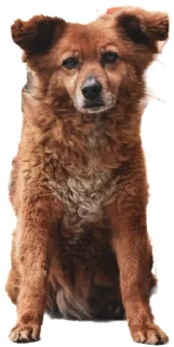 Стикер batumidogs - 3