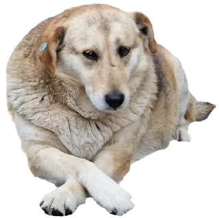 Стикер batumidogs - 10