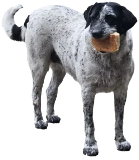 Стикер batumidogs - 8