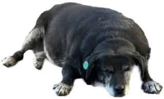 Стикер batumidogs - 0