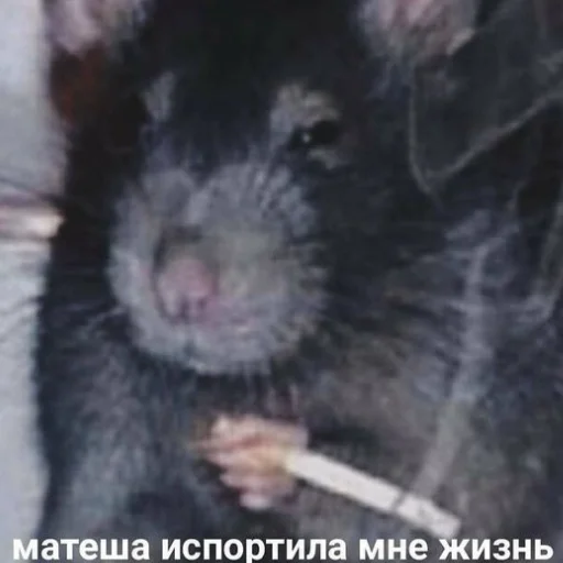 млекопитающее животное грызун