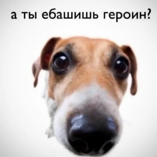 mammal animal dog breed