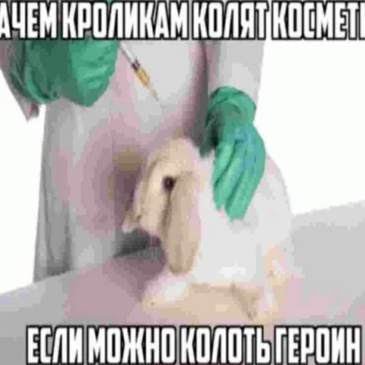 СМС собака мультфильм