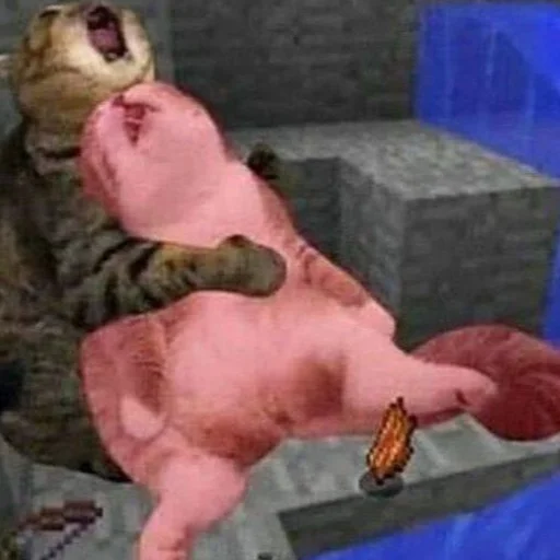 animal cat domestic cat