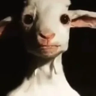 mammal animal goat