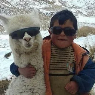 Sticker Memes by @GetBuckNino 🦧 - 8