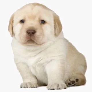 Sticker Memes by @GetBuckNino 🦧 - 5