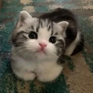 Sticker Memes by @GetBuckNino 🦧 - 7