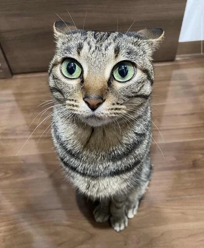 Стикер getlev2 - 1