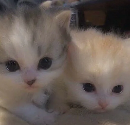 млекопитающее животное кошка