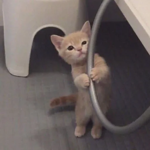 кошки малого и среднего размера комнатный кошка