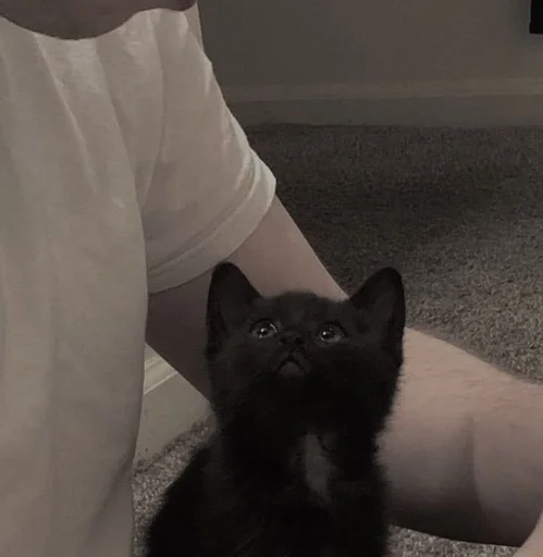 Человек комнатный млекопитающее