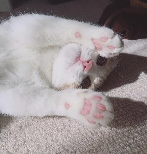 животное млекопитающее кошка