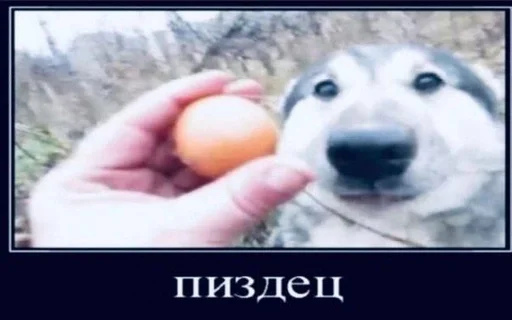 собака животное млекопитающее