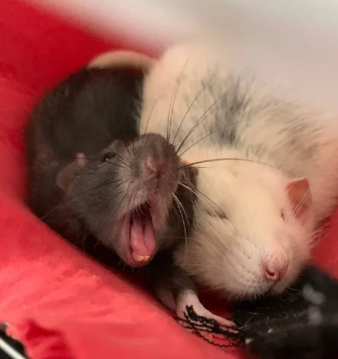 mammal animal rodent