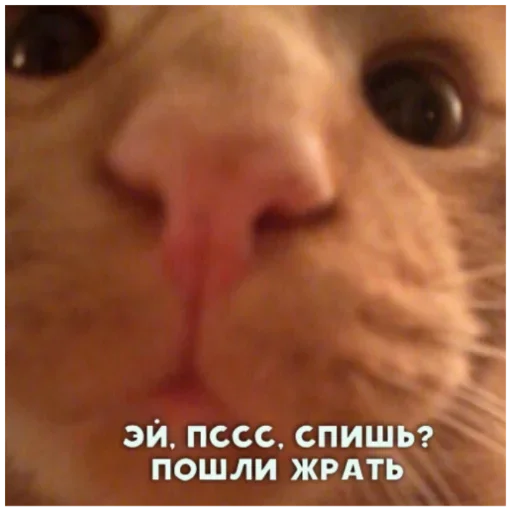 Sticker ghEqKgP_by_achestickbot - 1