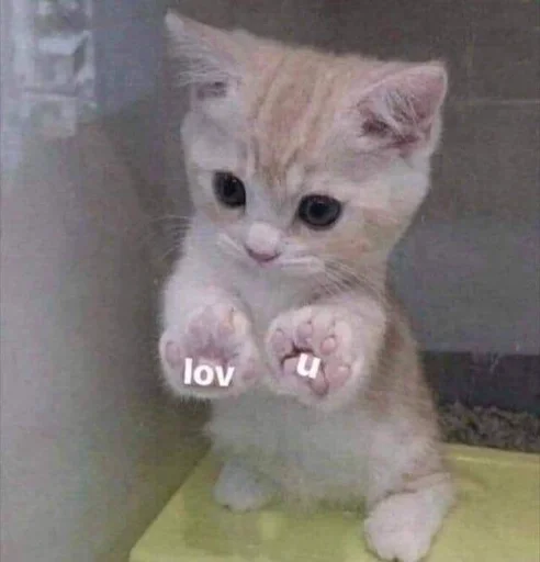 млекопитающее животное кошки малого и среднего размера