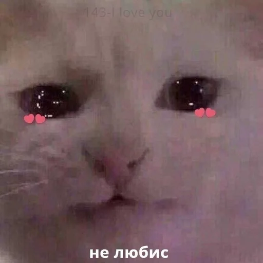 животное млекопитающее кошка