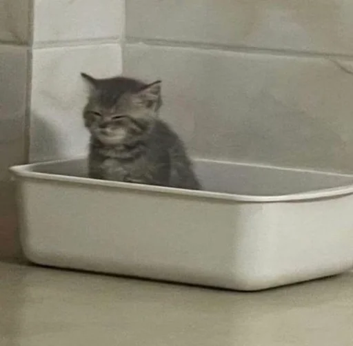 животное кошка комнатный