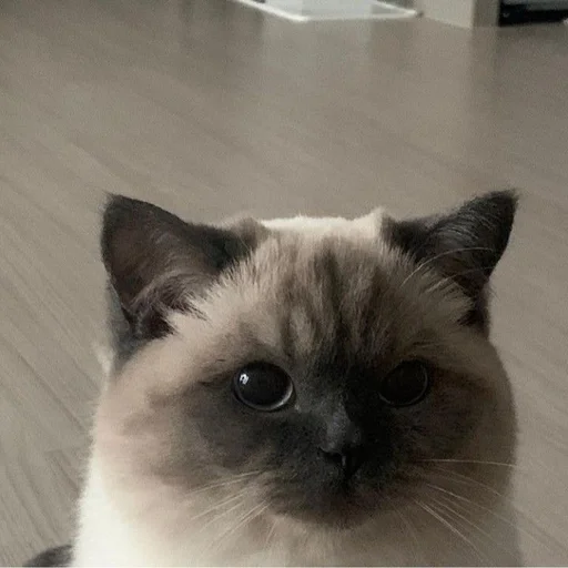 животное млекопитающее кошка