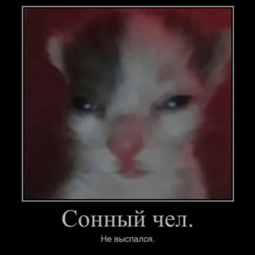 животное млекопитающее кошки малого и среднего размера