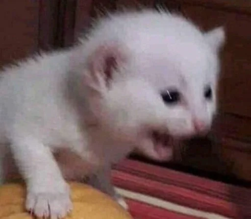 млекопитающее животное кошки малого и среднего размера