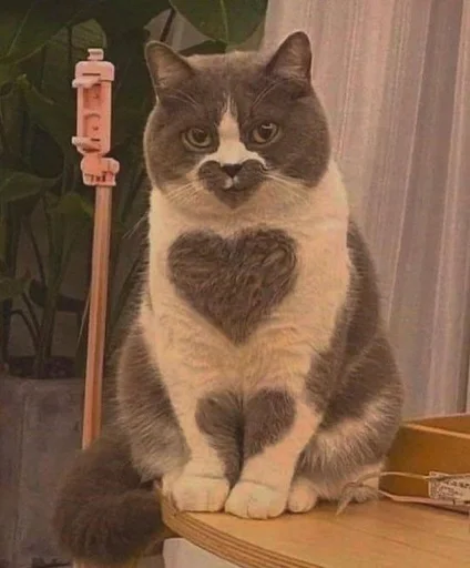 комнатный кошки малого и среднего размера млекопитающее