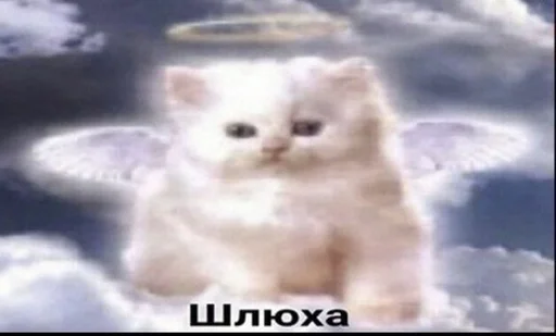 млекопитающее животное кошка