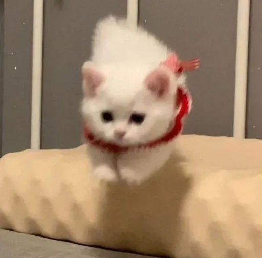 комнатный млекопитающее кошки малого и среднего размера