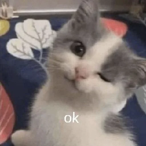 млекопитающее животное кошка