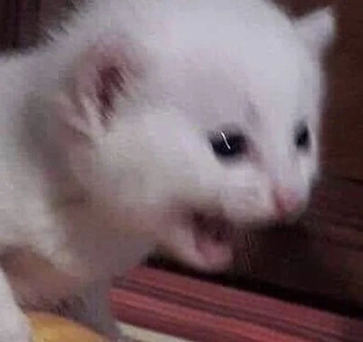 млекопитающее животное кошки малого и среднего размера