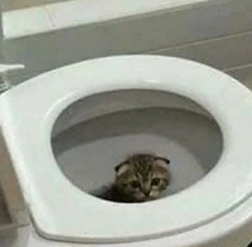 кошка Унитаза комнатный