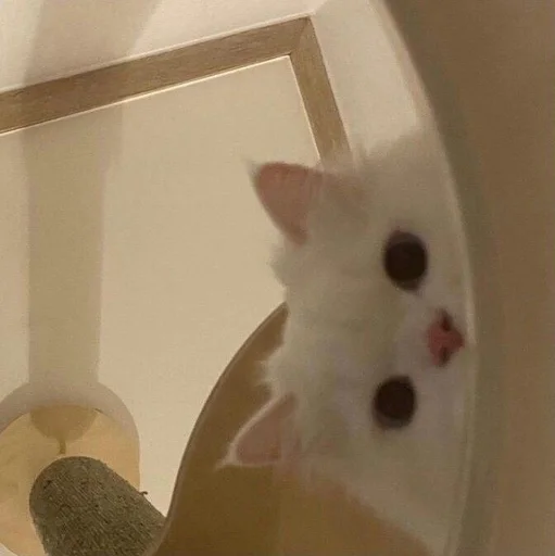 кошка млекопитающее комнатный