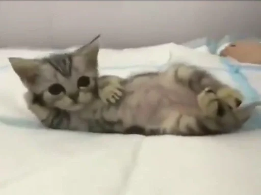 животное кошка млекопитающее