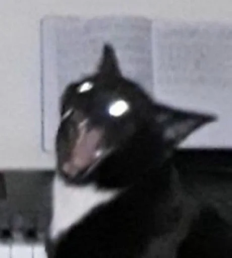 животное млекопитающее чёрный