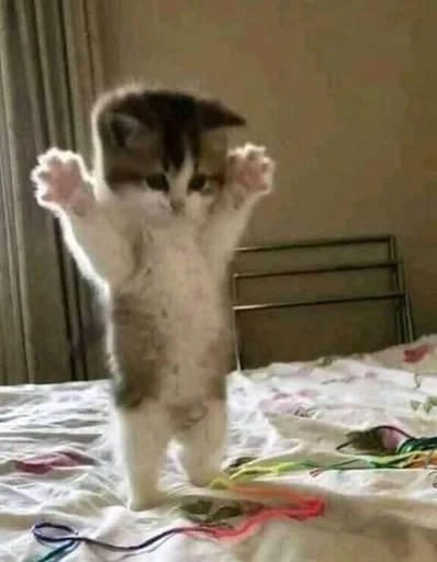 комнатный животное млекопитающее